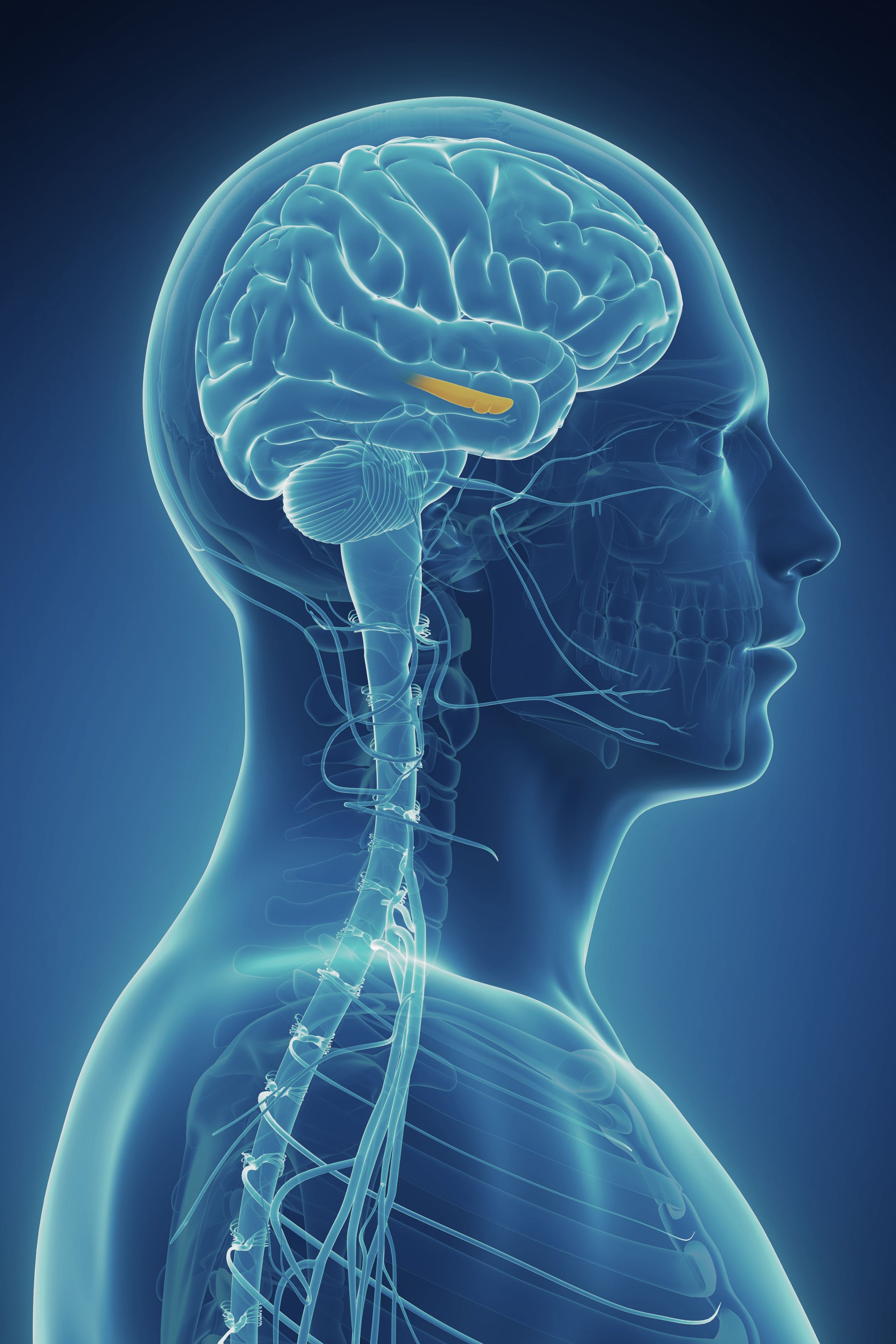 Can Exercise Protect Your Memory - hippocampus